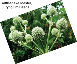 Rattlesnake Master, Eryngium Seeds