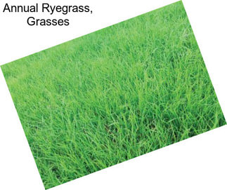Annual Ryegrass, Grasses