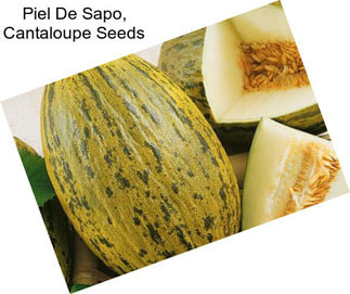 Piel De Sapo, Cantaloupe Seeds