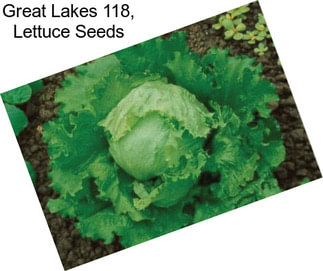 Great Lakes 118, Lettuce Seeds