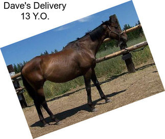 Dave\'s Delivery 13 Y.O.