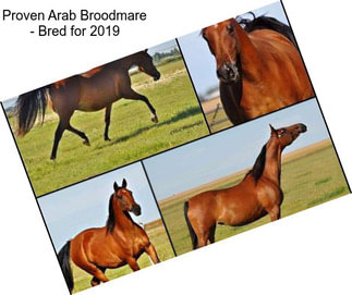 Proven Arab Broodmare - Bred for 2019