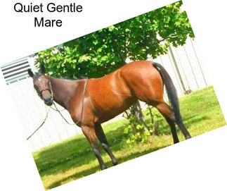 Quiet Gentle Mare