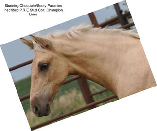 Stunning Chocolate/Sooty Palomino Inscribed P.R.E Stud Colt, Champion Lines