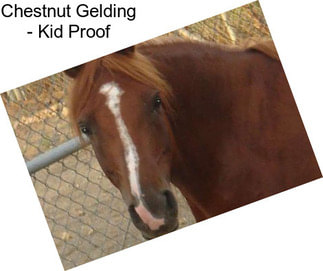 Chestnut Gelding - Kid Proof