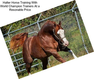 Halter Horse Training With World Champion Trainers At a Resonable Price