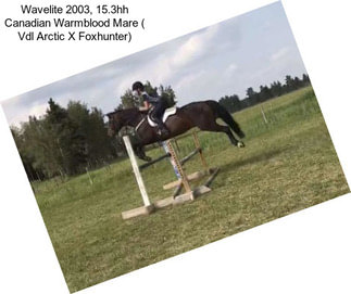 Wavelite 2003, 15.3hh Canadian Warmblood Mare ( Vdl Arctic X Foxhunter)