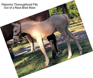 Palomino Thoroughbred Filly Out of a Race Bred Mare