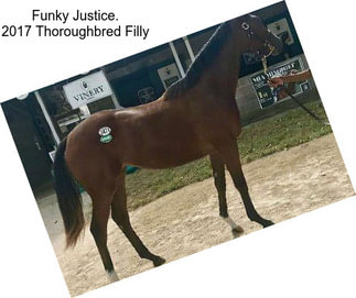 Funky Justice. 2017 Thoroughbred Filly