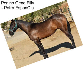 Perlino Gene Filly - Potra EspanOla