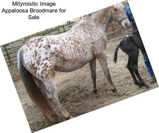 Mitymistic Image Appaloosa Broodmare for Sale