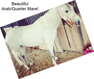 Beautiful Arab/Quarter Mare!