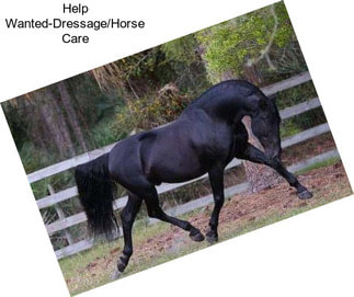 Help Wanted-Dressage/Horse Care