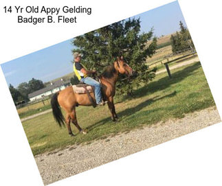 14 Yr Old Appy Gelding Badger B. Fleet