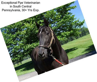 Exceptional Ppe Veterinarian in South Central Pennsylvania, 30+ Yrs Exp.