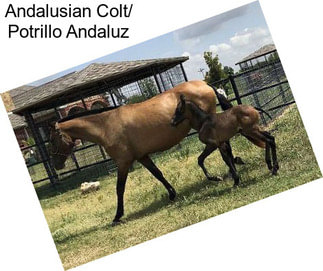 Andalusian Colt/ Potrillo Andaluz