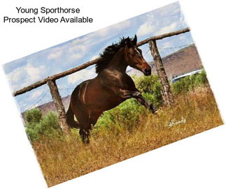 Young Sporthorse Prospect Video Available