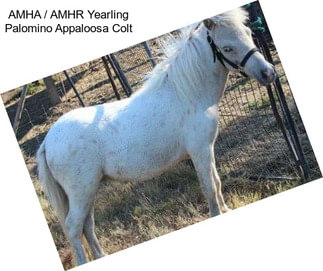 AMHA / AMHR Yearling Palomino Appaloosa Colt