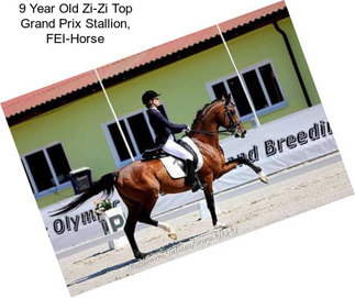 9 Year Old Zi-Zi Top Grand Prix Stallion, FEI-Horse