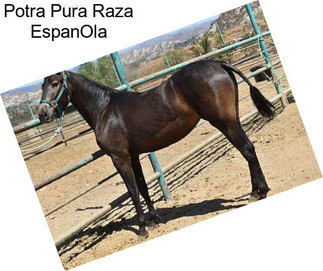 Potra Pura Raza EspanOla