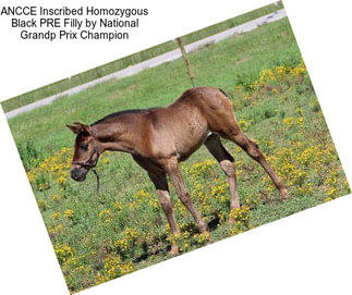 ANCCE Inscribed Homozygous Black PRE Filly by National Grandp Prix Champion