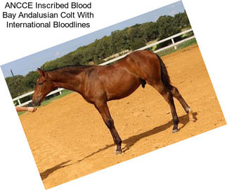 ANCCE Inscribed Blood Bay Andalusian Colt With International Bloodlines