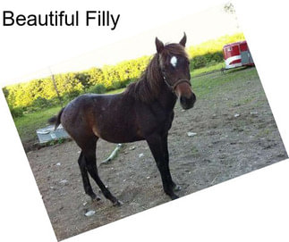 Beautiful Filly