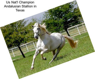 Us Nat\'l Champion Andalusian Stallion in Texas
