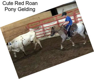 Cute Red Roan Pony Gelding
