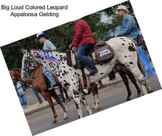 Big Loud Colored Leopard Appaloosa Gelding