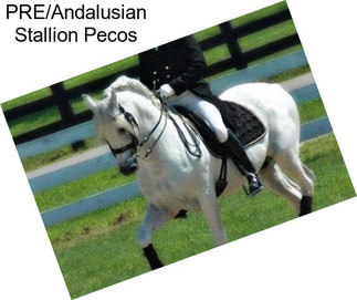 PRE/Andalusian Stallion Pecos