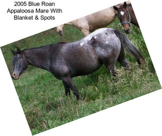 2005 Blue Roan Appaloosa Mare With Blanket & Spots