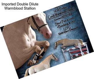 Imported Double Dilute Warmblood Stallion