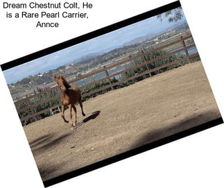 Dream Chestnut Colt, He is a Rare Pearl Carrier, Annce