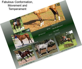 Fabulous Conformation, Movement and Temperament