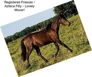 Registered Friesian / Azteca Filly - Lovely Mover!