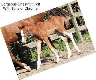 Gorgeous Chestnut Colt With Tons of Chrome