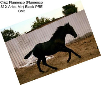 Cruz Flamenco (Flamenco Sf X Aries Mir) Black PRE Colt
