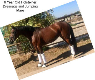 6 Year Old Holsteiner Dressage and Jumping Mare