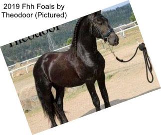 2019 Fhh Foals by Theodoor (Pictured)