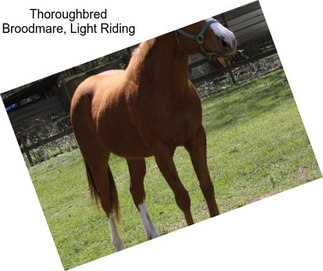 Thoroughbred Broodmare, Light Riding