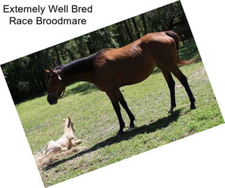 Extemely Well Bred Race Broodmare