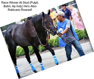 Race Winner At Stud (Pulpit, Bahri, Ap Indy) He\'s Also Rabicano Roaned!