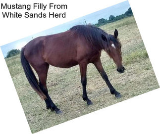 Mustang Filly From White Sands Herd