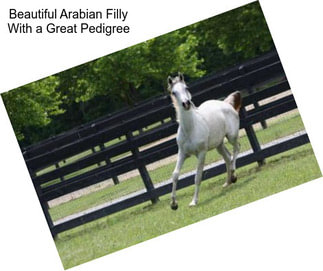 Beautiful Arabian Filly With a Great Pedigree