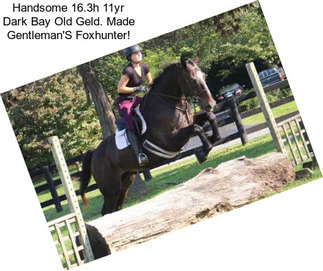 Handsome 16.3h 11yr Dark Bay Old Geld. Made Gentleman\'S Foxhunter!