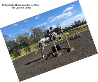 Enthusiastic Horse Looking for Rider That Loves to Jump!