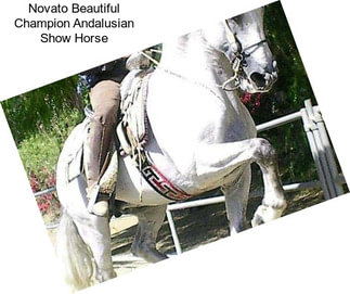 Novato Beautiful Champion Andalusian Show Horse