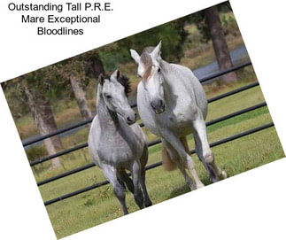 Outstanding Tall P.R.E. Mare Exceptional Bloodlines