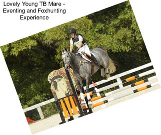 Lovely Young TB Mare - Eventing and Foxhunting Experience